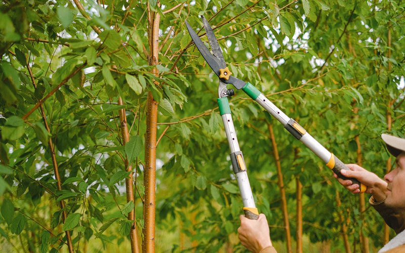 Tree trimming in Plainfield, VT