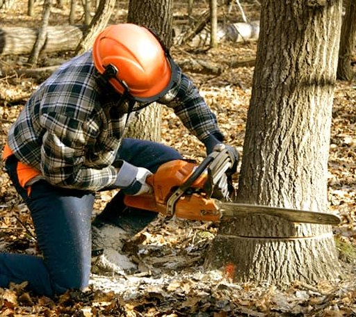 Tree Removal in Plainfield, VT